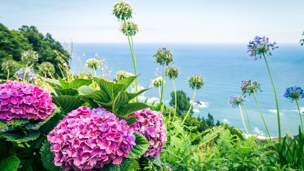 Botanischer Garten, Madeira