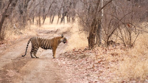 Tiger Ranthambhore