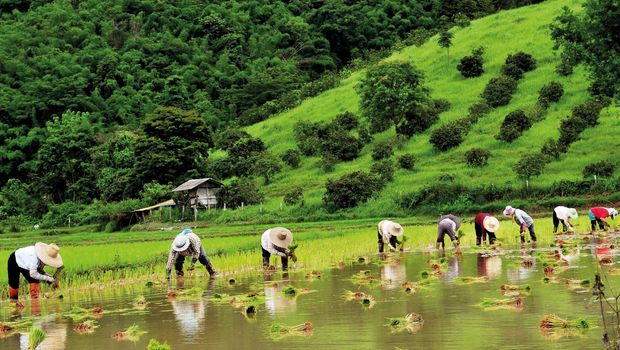 Reisfelder in Chiang Rai