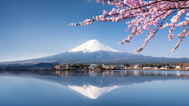 Fuji Kirschblüte