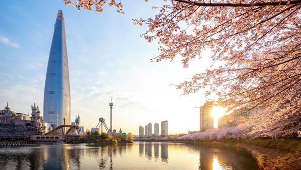 Sonnenaufgang mit Kirschblüten in Seoul